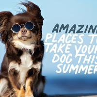 Amazing dog friendly places to visit this summer 