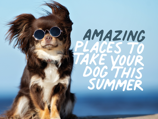 Amazing dog friendly places to visit this summer 