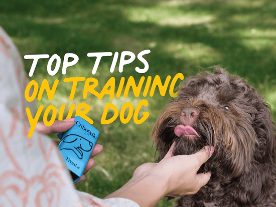Top Tips For Training Your Dog