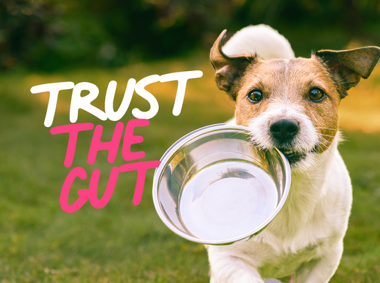 A Gut Feeling: How to Spot Dog Digestive Issues (and Fix Them)