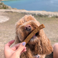 Healthy Dental Chews