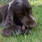 Healthy Dental Chews