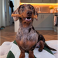 Healthy Dental Chews